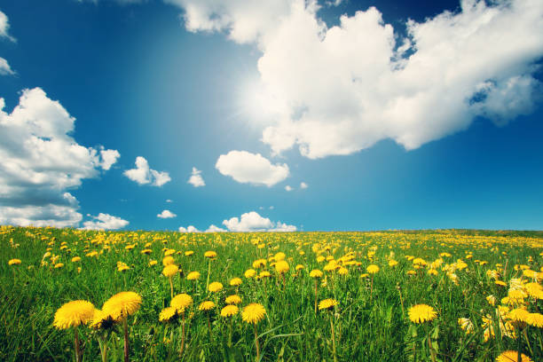 istock Field with dandelions and blue sky 504482660