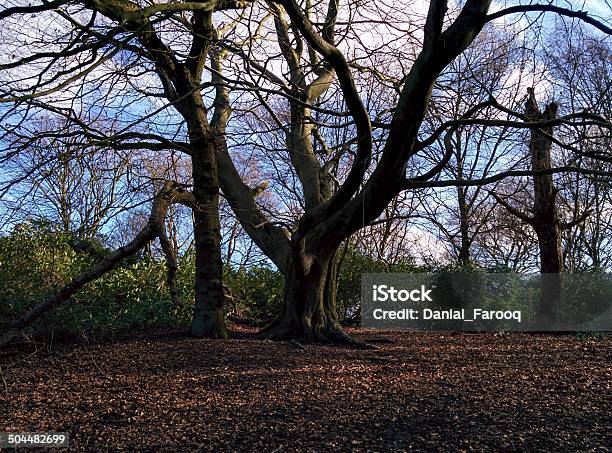 Big Open Tree Stock Photo - Download Image Now - Horizontal, Large, No People