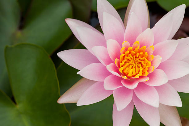 istock pink lotus flower 504482711