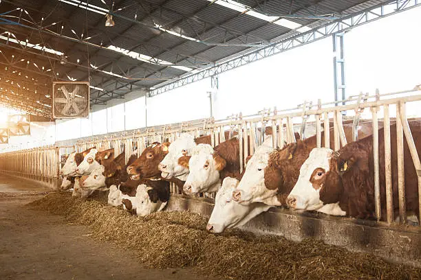 Simmental cows feeding in the barn