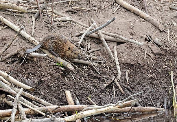 istock Baby beaver on lodge in pond 504483499