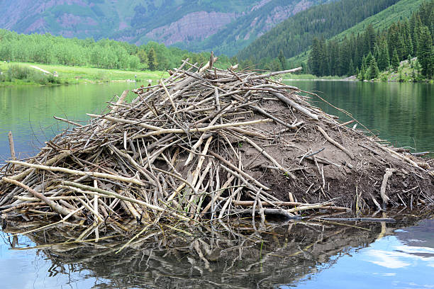 Beaver dam made of sticks and branches in pond