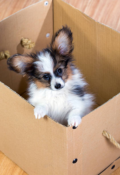 istock Little puppy inside a cardboard box 504483830