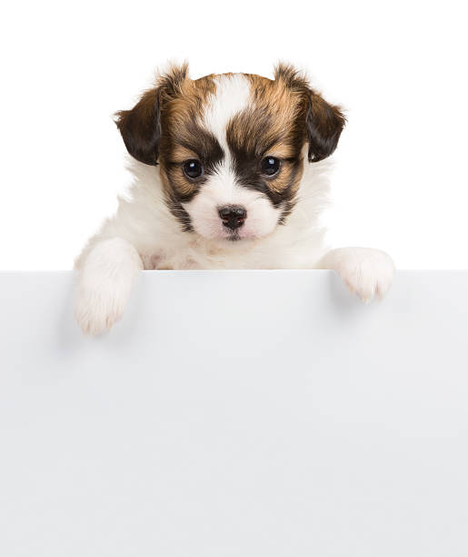 istock Papillon puppy relies on blank banner 504483880