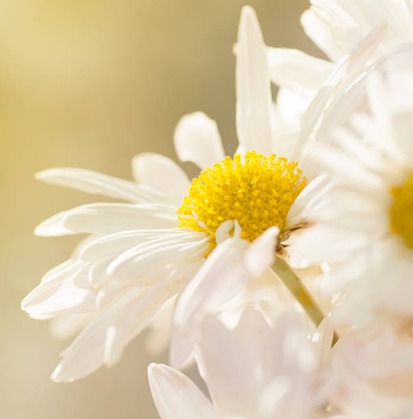 istock daisies close up background,the effect has been applied 504484106