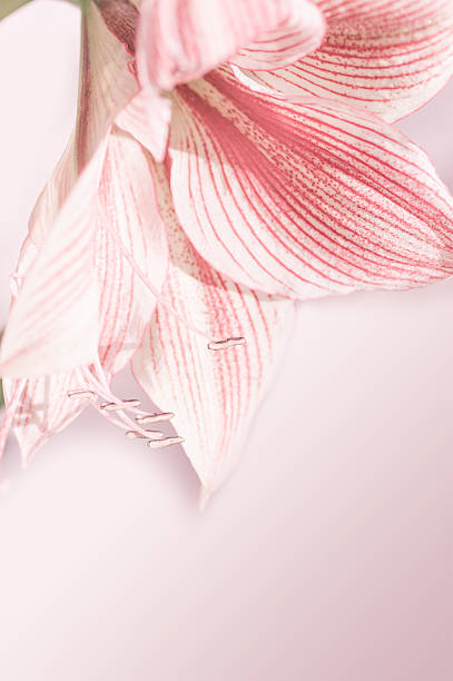 istock Lily flower closeup,the effect has been applied 504484238
