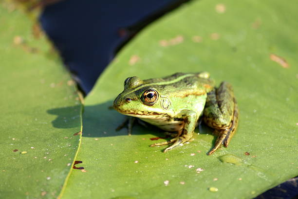 istock beautiful Frog resting on a lotus leaf 504484383