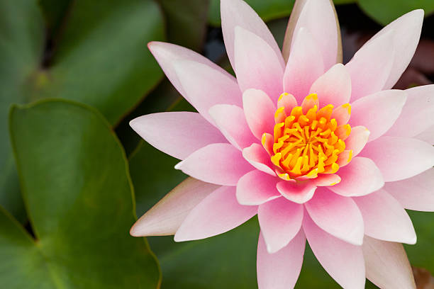 istock pink lotus flower 504484467