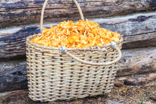 Big old wicker willow heaping basket with fox-color cut chanterelle mushrooms on obsolete timbered wall background. Wicker willow basket with orange chanterelles or Cantharellus cibarius in Latin also known as golden chanterelle or girolle mushrooms. Close-up view of basket with chanterelles with old log wall. Horizontal image.