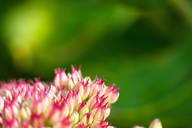 Bush of violet flowers. Shallow depth of field
