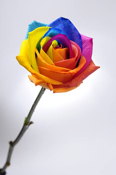 istock Rainbow rose or happy flower 504485101