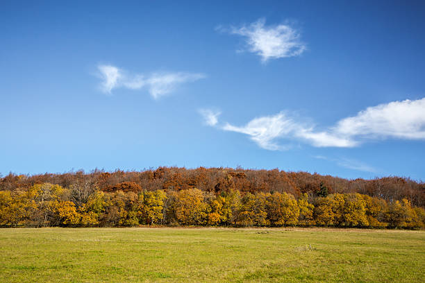 istock Autumnal Landscape with a meadow and a forest 504485552
