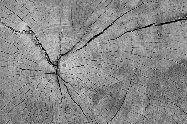 istock Old wood texture, vintage natural 504486221