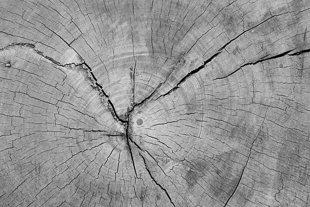 istock Old wood texture, vintage natural 504486223