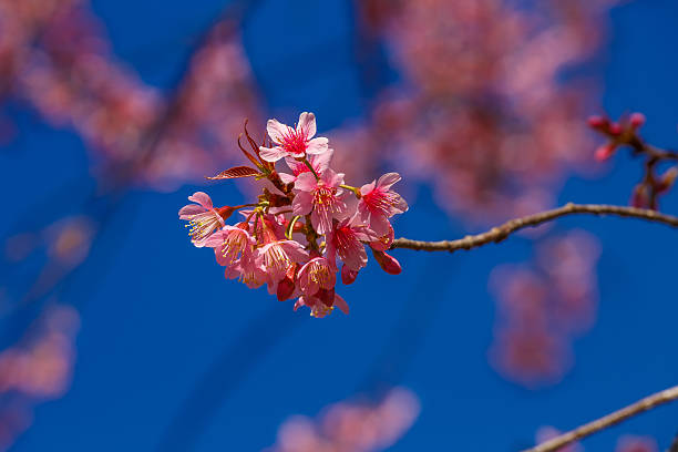 istock Cloae up cherry blossom  Pink Sakura flower blooming. 504486296