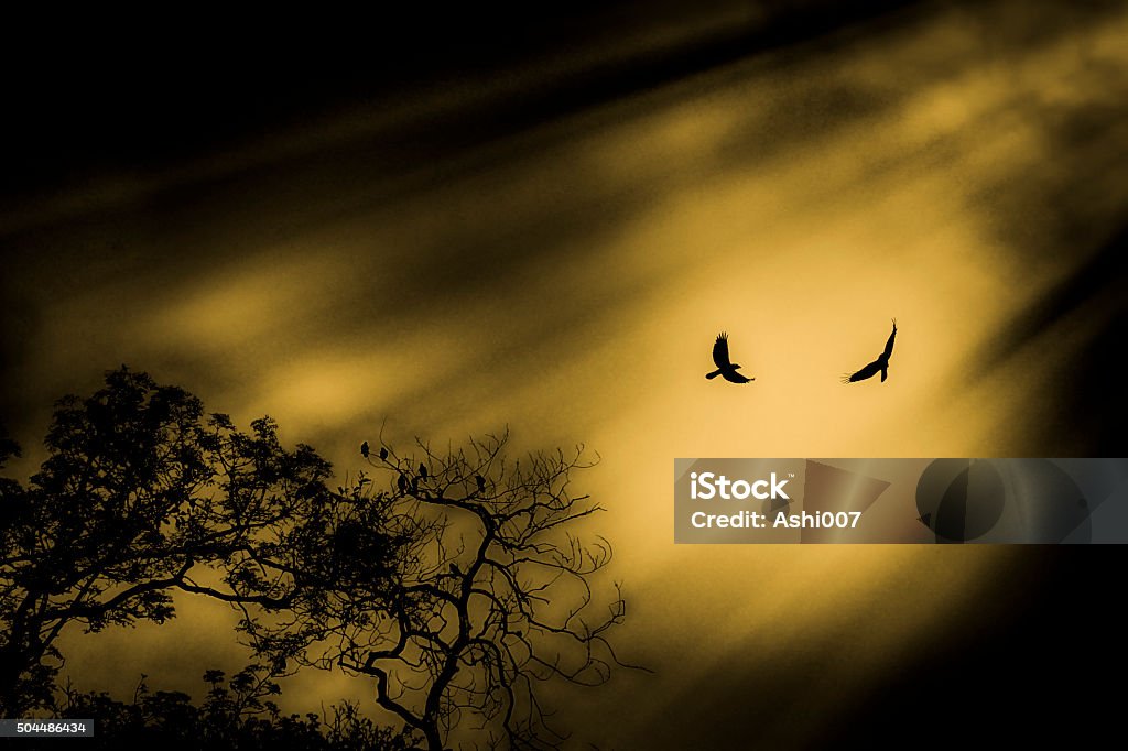 Joy Of Freedom Are we actually Free?  Bird Stock Photo