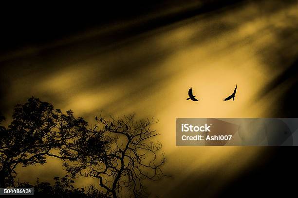 Joy Of Freedom Stock Photo - Download Image Now - Bird, Birdcage, Cage