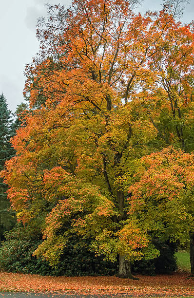 istock Acer rubrum in autumn 504486456