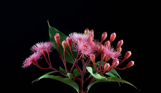 Photo of Elegant bouquet of pink Eucalyptus flowers isolated on black bac