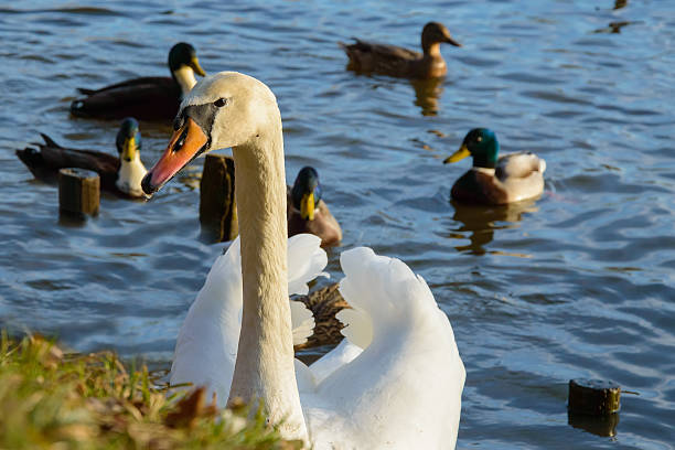 istock Observing and feeding the swans and ducks. 504490888