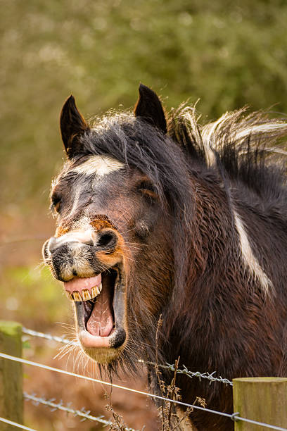 This photo of my horse