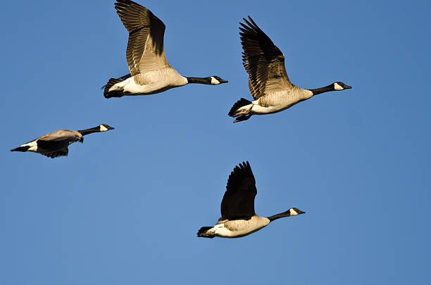 Flock of Canada Geese Flying in a Blue Sky