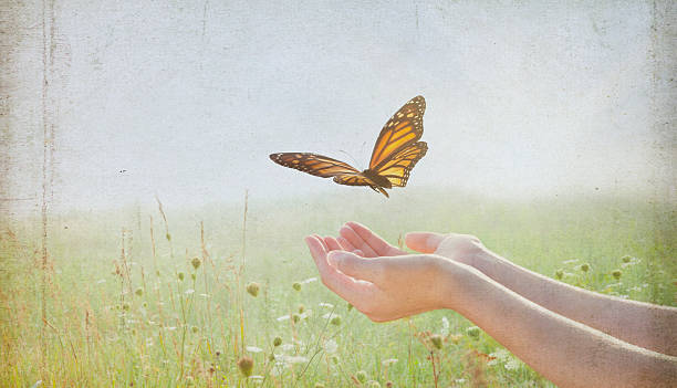 istock Woman Release a Monarch Butterfly into Wildflower Field 504493522