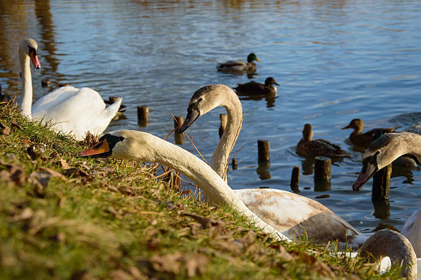 istock Observing and feeding the swans and ducks. 504493746