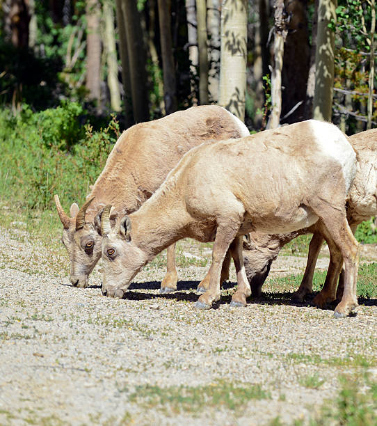 istock Female Bighorn Sheep in the forest 504506685