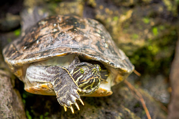 istock Tortoise in its natural environment. 504507141