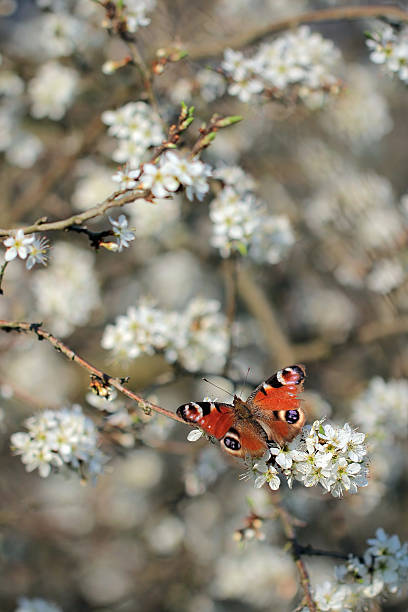 istock branch of a blossoming tree 504507333