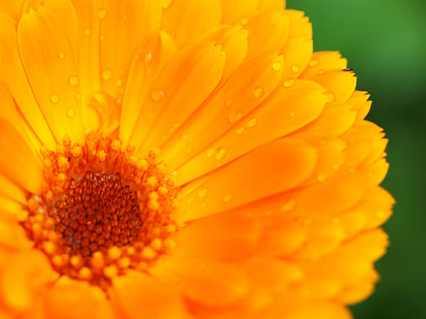 istock Orange flower of calendula with dew. Background. Close-up. 504507471