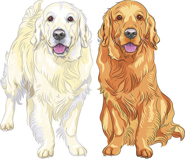 vector sketch two dog breed Golden Retriever smiling pale and red gun dog breed Golden Retriever sitting and staying golden retriever stock illustrations