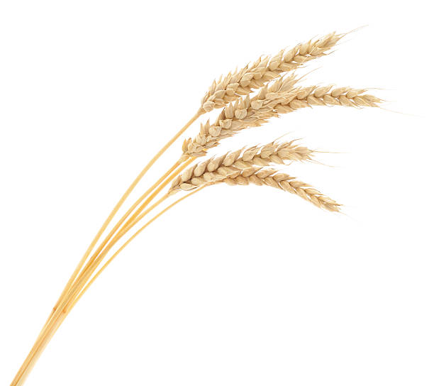 Wheat Bunch stock photo