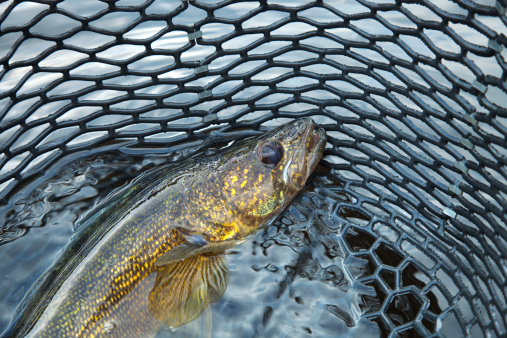 A close up shot of a nice walleye in a fishing net