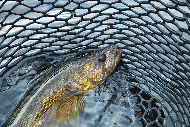 Close up of a nice walleye in the net stock photo