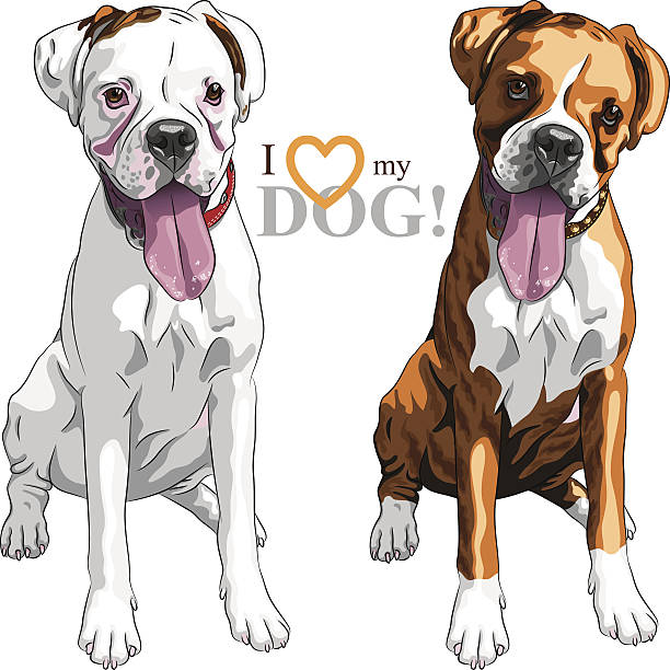 vector sketch two domestic dog Boxer breed closeup portrait of the pair of domestic dogs Boxer breed white and brindle boxer dog stock illustrations