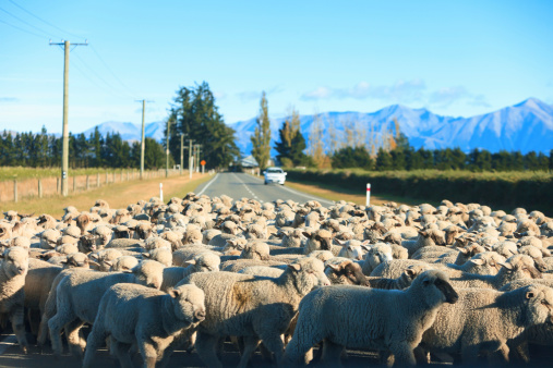 Flock of sheep cross the road in Christchurch NXL