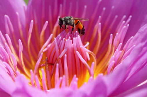 water lily and bee close up