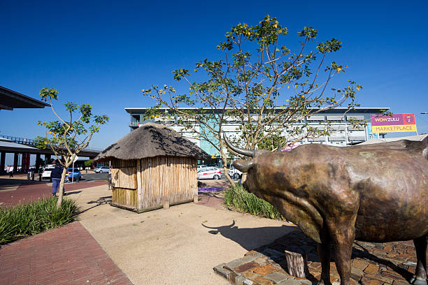 King Shaka International Airport in Durban, South Africa Durban, South Africa - May 27, 2014: People and cars are visible in the background, as well as a statue of a Nguni cow, outside the entrance to King Shaka International Airport. nguni cattle stock pictures, royalty-free photos & images
