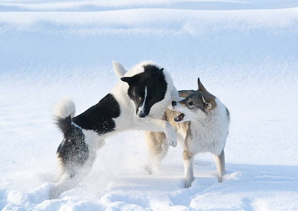 istock Ohotnichii dogs 504511915