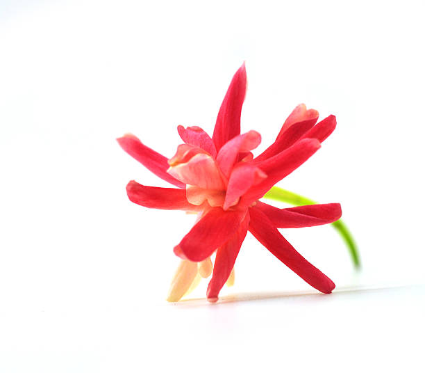 istock Quisqualis indica flower 504513337
