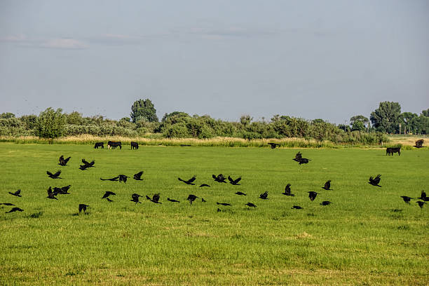 istock murder of crows in field with cows 504514165