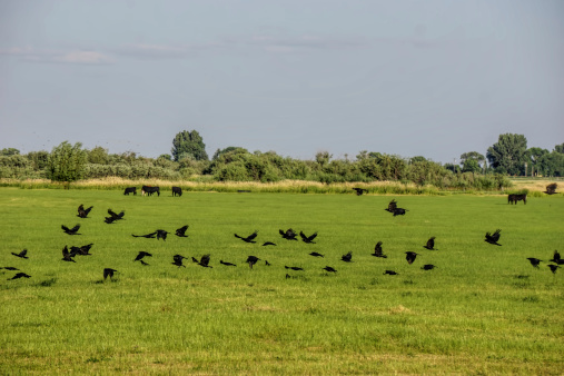 A large number of crows flying past cows in an open green field