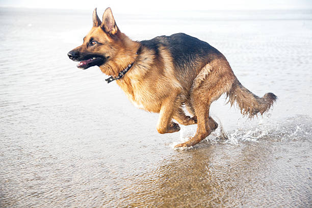 Moments of a Stray Dog