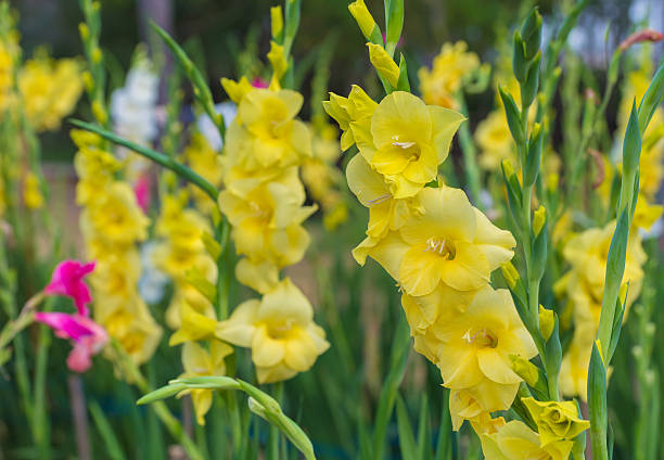 buquê de flores coloridas em um jardim gladíolo - gladiolus - fotografias e filmes do acervo