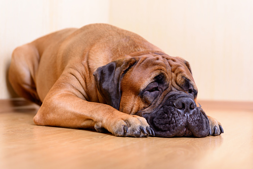 large pet dog bullmastiff lying on the floor