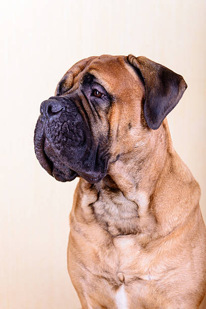 portrait of dog bullmastiff stock photo