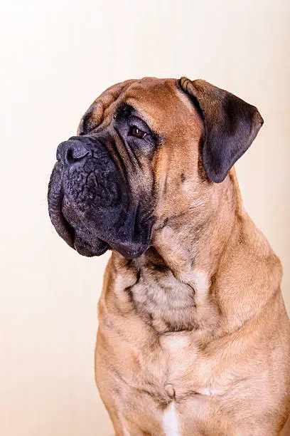 portrait of a large red dog bullmastiff
