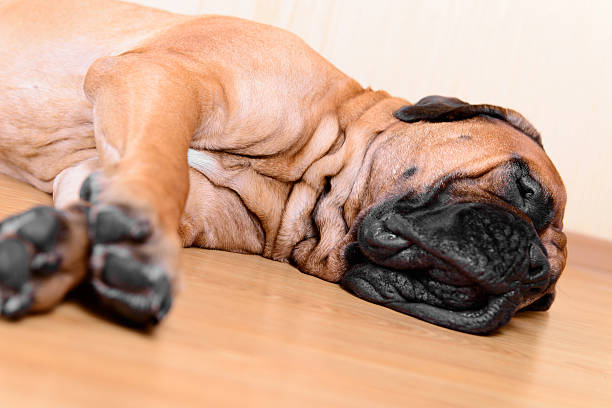 istock large pet dog bullmastiff 504525762